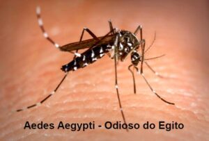 Aumenta número de casos da dengue no Estado de São Paulo