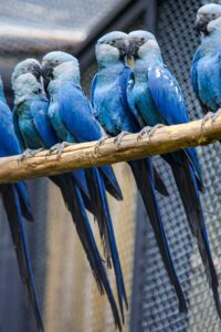 Zoológico de São Paulo inaugura Centro de Conservação para a ararinha-azul, uma das espécies mais raras do mundo7